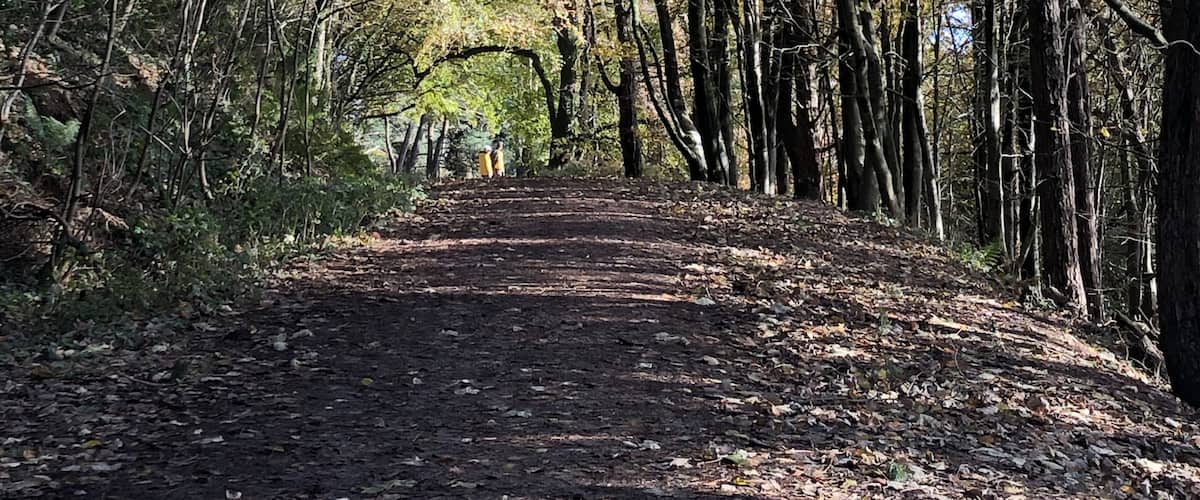 This wood is just down from the Golden Cap in Seatown and is particularly beautiful in autumn on this bright sunny day.