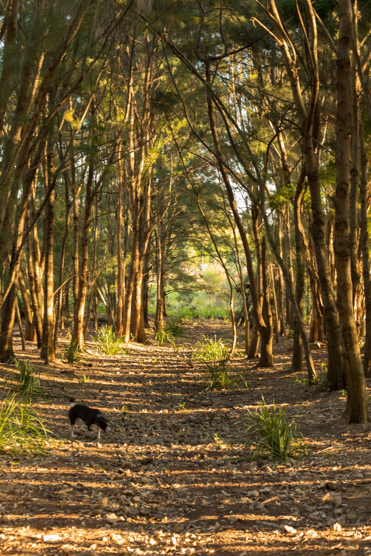 Less than 6km from the CBD, this little pocket of forest is a little oasis gem. A great spot to just unwind in an otherwise busy location. #hometown