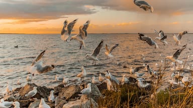 So many seagulls here I couldn't resist buying some bread at the local bakery and doing some action shots. Great place for viewing the sunset! 
#sunset #grantville #victoria #seagulls 