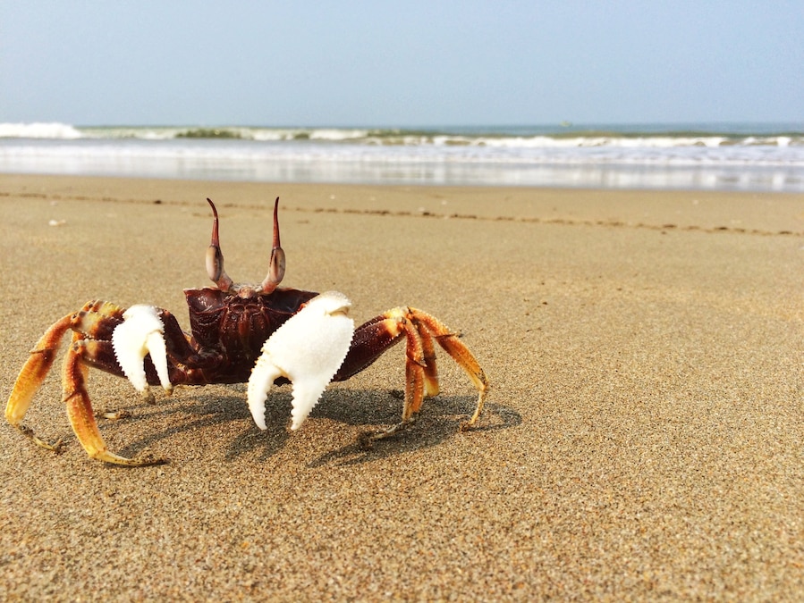 Met this little fellow on the Arossim beach in South Goa. Arossim is a not very frequented beach - quiet and secluded. It was heaven in March ..warm water, sunny skies and a chance to watch the local fishermen at work.