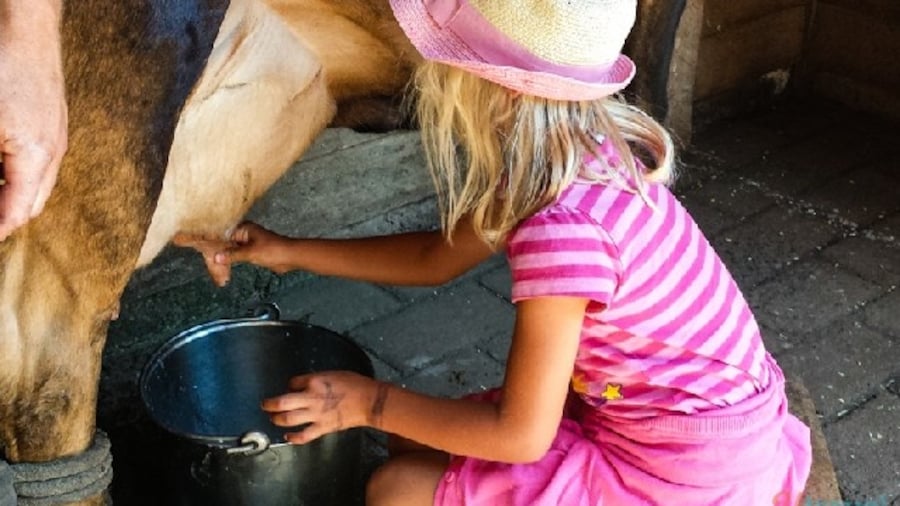 Our girls loved seeing some live farm action up close. Kalyra had a go of milking the cow, they watched the shearing of the sheep, a whip- cracking show and the sheep dogs rounding up the sheep. It was a lot of fun.
There are beautiful views out to Phillip Island and the Western Port with hiking trails and lovely gardens to wander through.
