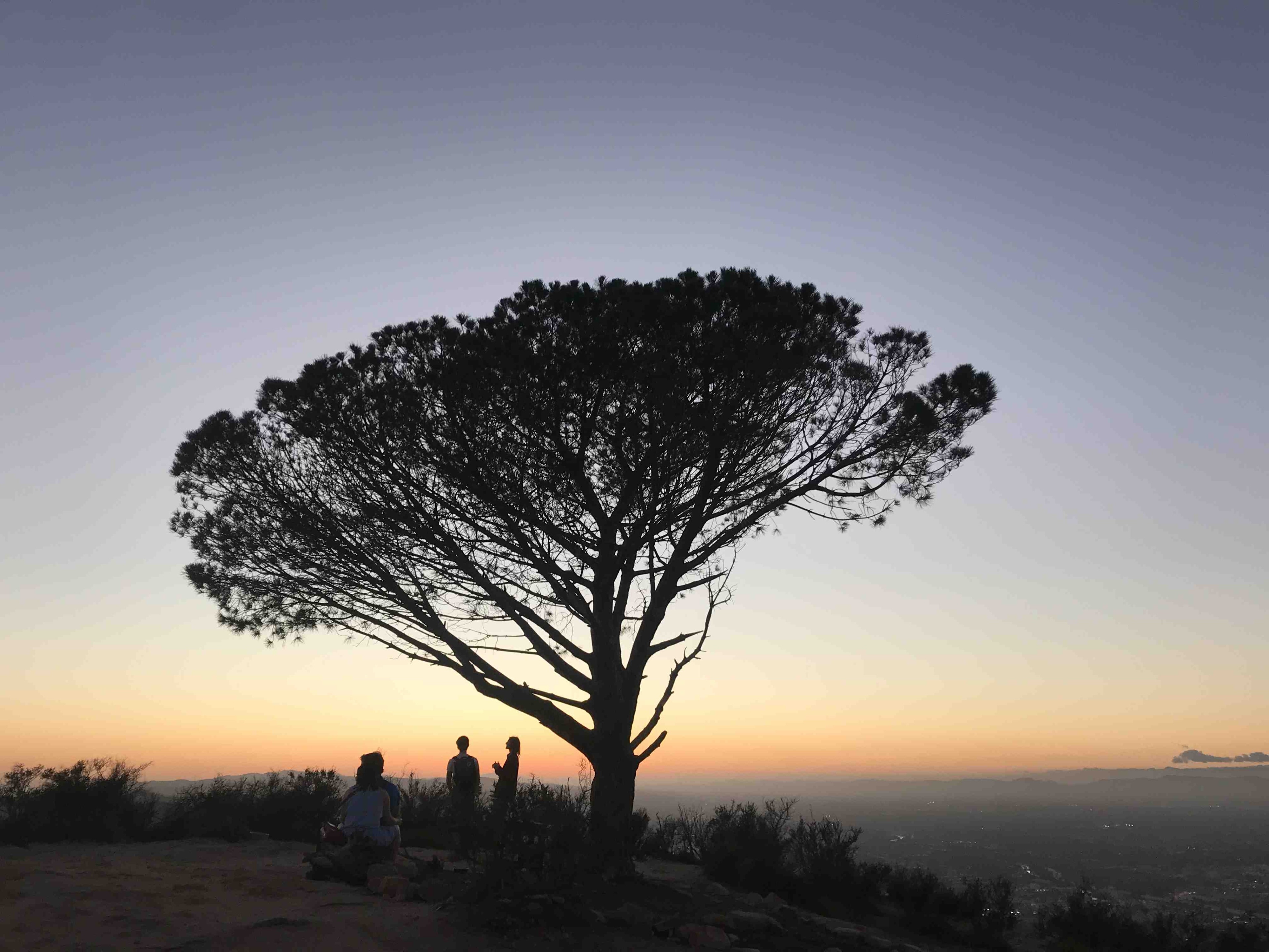 Wisdom Tree in Los Angeles - Tours and Activities | Expedia