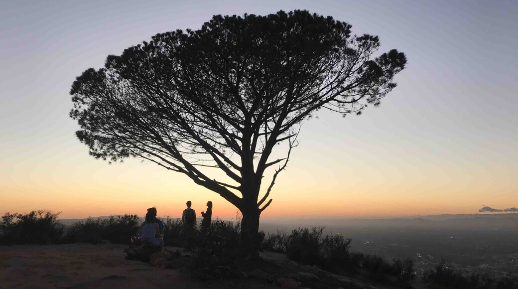Wisdom Tree, Los Angeles, California, United States of America