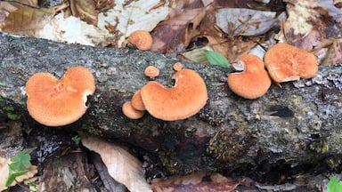 Woodland mushrooms. Beautiful color