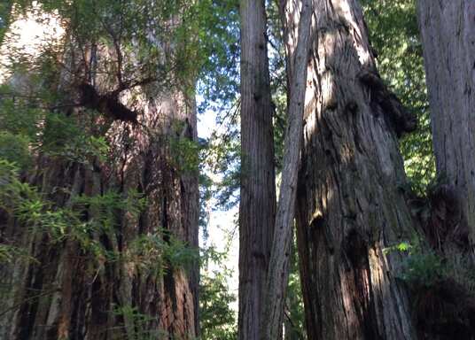 Orick, Californien, USA
