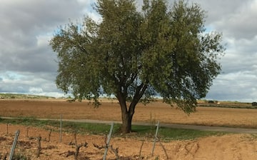 Fuentealbilla, Castilla - La Mancha, Spain