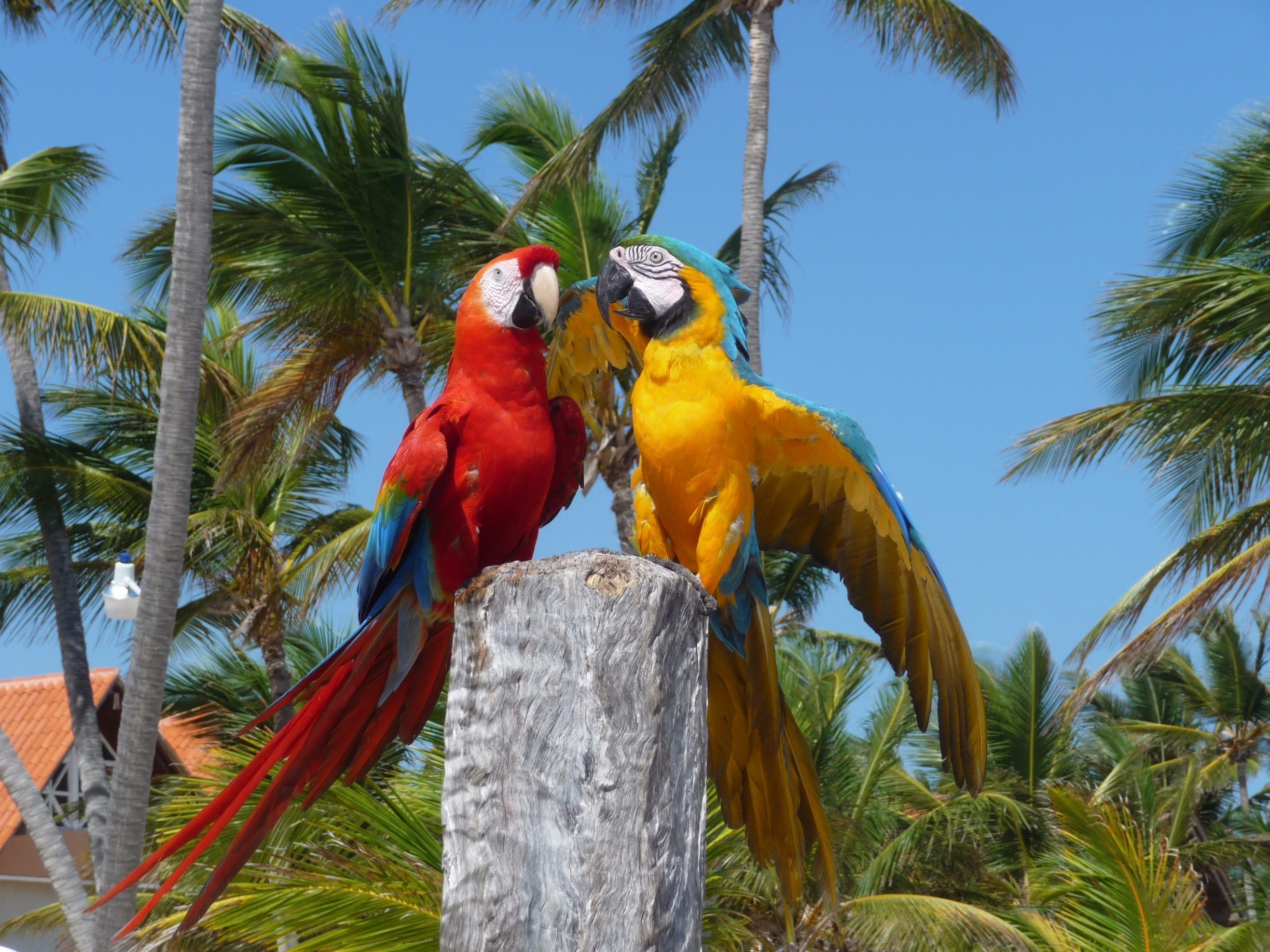 Papagayos - Punta Cana