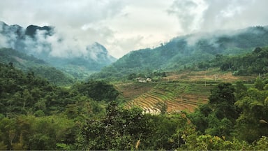 Rice paddies for days 🌾 #vietnam 