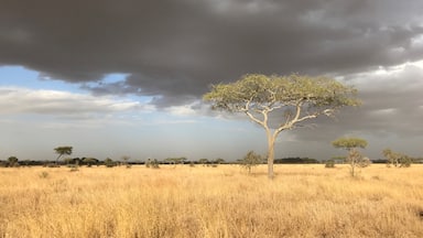 Tanzanian landscape with moody sky