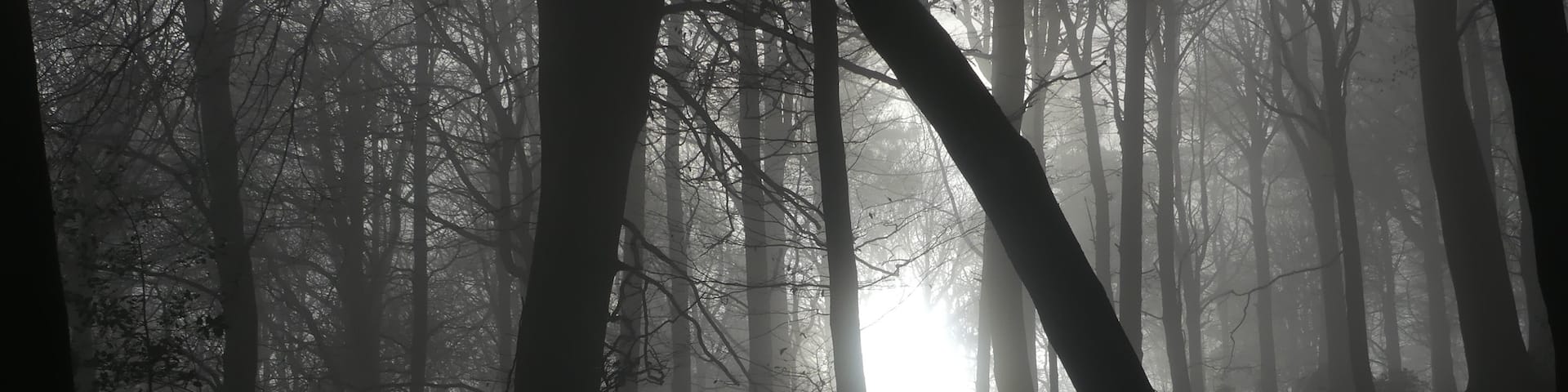 Beautiful light and morning mist in the forest #hpow #trailmagazine #hiking #panasoniclumix #lumix #tgo #lumixfz330 #lumixuk #gooutdoors #thegreatoutdoors #capturingthemoment #jessopsmoment #viewbug #photography #BvSquad  #igooutdoors #peakdistrict #englandsbigpicture #BBCEngland #ThePIPAS2018 #ntchallenge #nationaltrust #imageoftheweek #jessopsimageoftheweek #panasonic