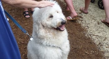 Poodle parade, Tangiers Garden 