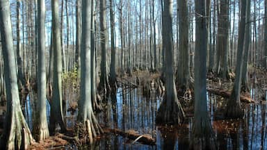 One of the northermost cypress swamps in the States, the Cache River State Natural area is home to Cypress trees that are over 1000 years old. This is shot from the hiking trail (no boat), and was just a sampling of the scores of cypress trees all around. #treetrove