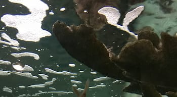 Little puffer fish at the zoo