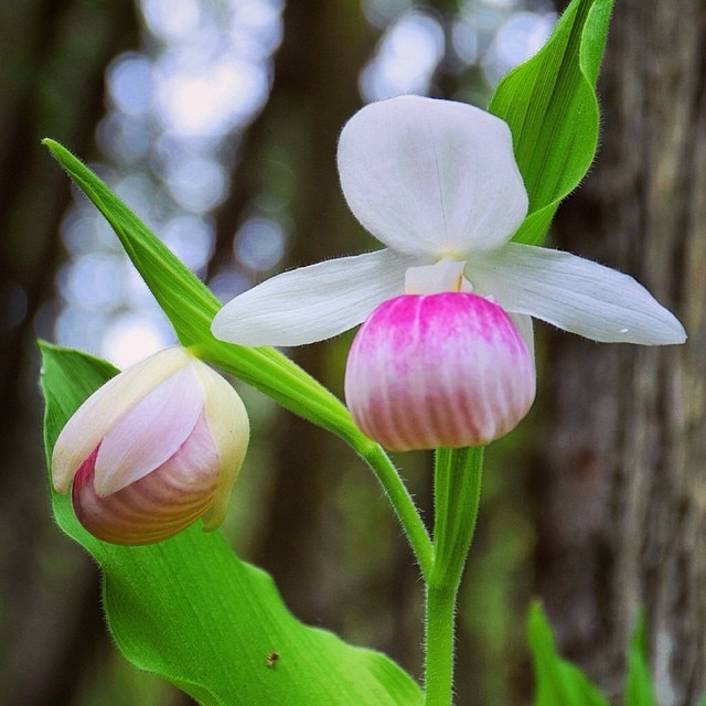 A forest of orchids!  This area has been set aside to conserve these lady slipper orchids.  A floral fairy tale.  There is a lovely walk through the forest of orchids, as well as #hiking trails.  It's funded through donation.