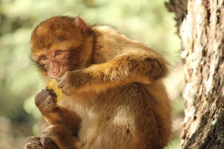 We stopped to see the Barbary Apes this day.  We spent about 45 minutes feeding them apples.  There were a range in sizes from very young to pretty darn big.  They were very gentle and inquisitive.  They had the softest hands!  I'm guessing they knew the secret of Argon oil before the rest of the world!