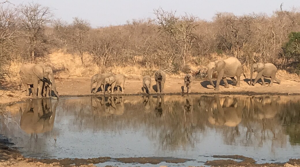 Kapama Game Reserve, Hoedspruit, Limpopo, Südafrika