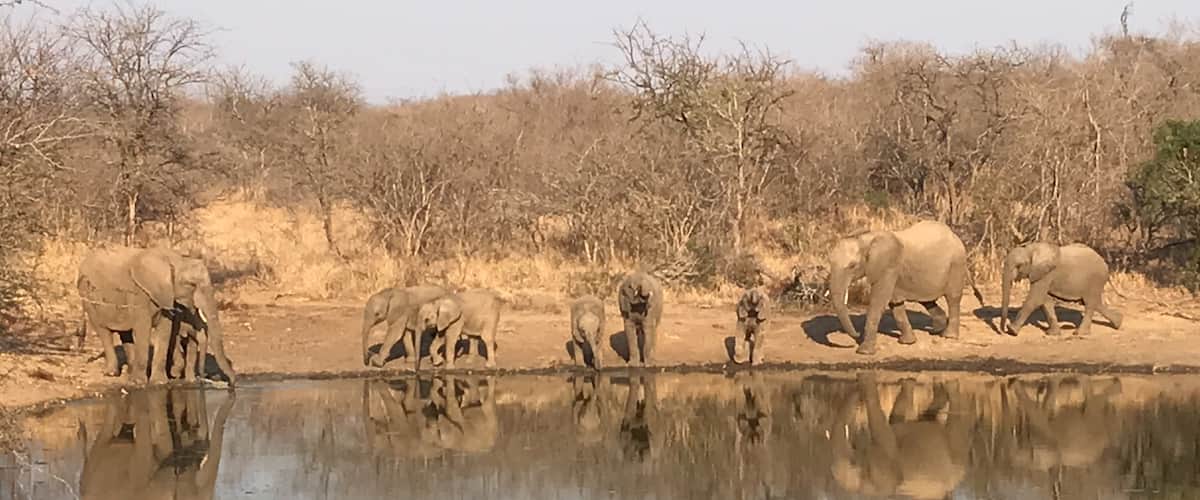 At Kapama I not only saw elephants, but they walked close to our jeep and I could see them on this beautiful landscape for a few minutes. The lake turned out to be a great mirror 😀