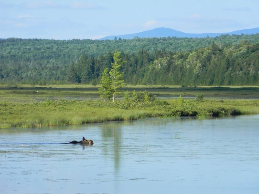 Female moose grazing on aquatic plants.