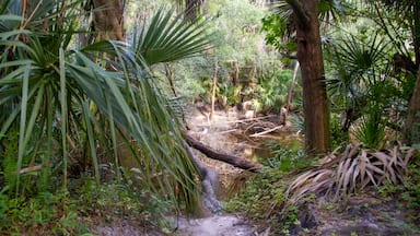 This well-known 160-acre site has became a popular camping, hiking, and swimming spot. In addition to a clear cool spring providing 72 degree water to the Alafia River you will find diverse plant life, river cypress swamps, wonderful campsites, plenty of picnic areas, and activities for kids of all ages.