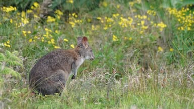 Red-necked Pademelon.  These guys come out to feed early morning and late afternoon.

O'Reilly's is in the Lamington National Park in the Gold Coast hinterland. It is world renowned for its bird life.