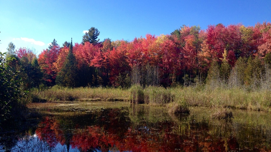 Cherry River Marsh