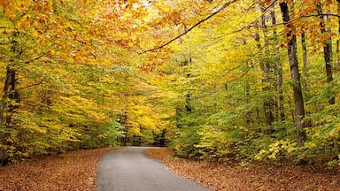 Fall foliage scenic by way in october 2018