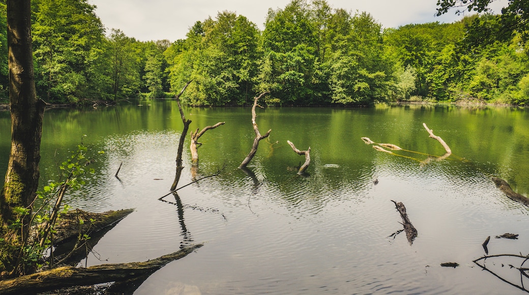Foto van Trembich Moving Moments