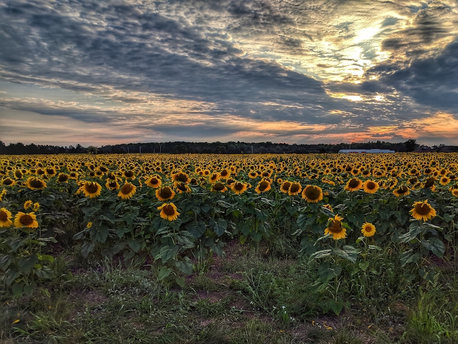 Sunflower farm in Central Wisconsin. #BVStrove