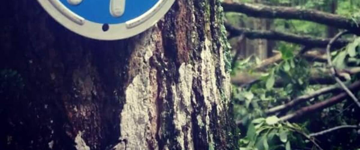 Yellowbank trails in Kentucky !! Several geocaches to hunt for !