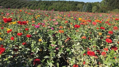 Pretty zinnia field in Marlboro NY #Colorful