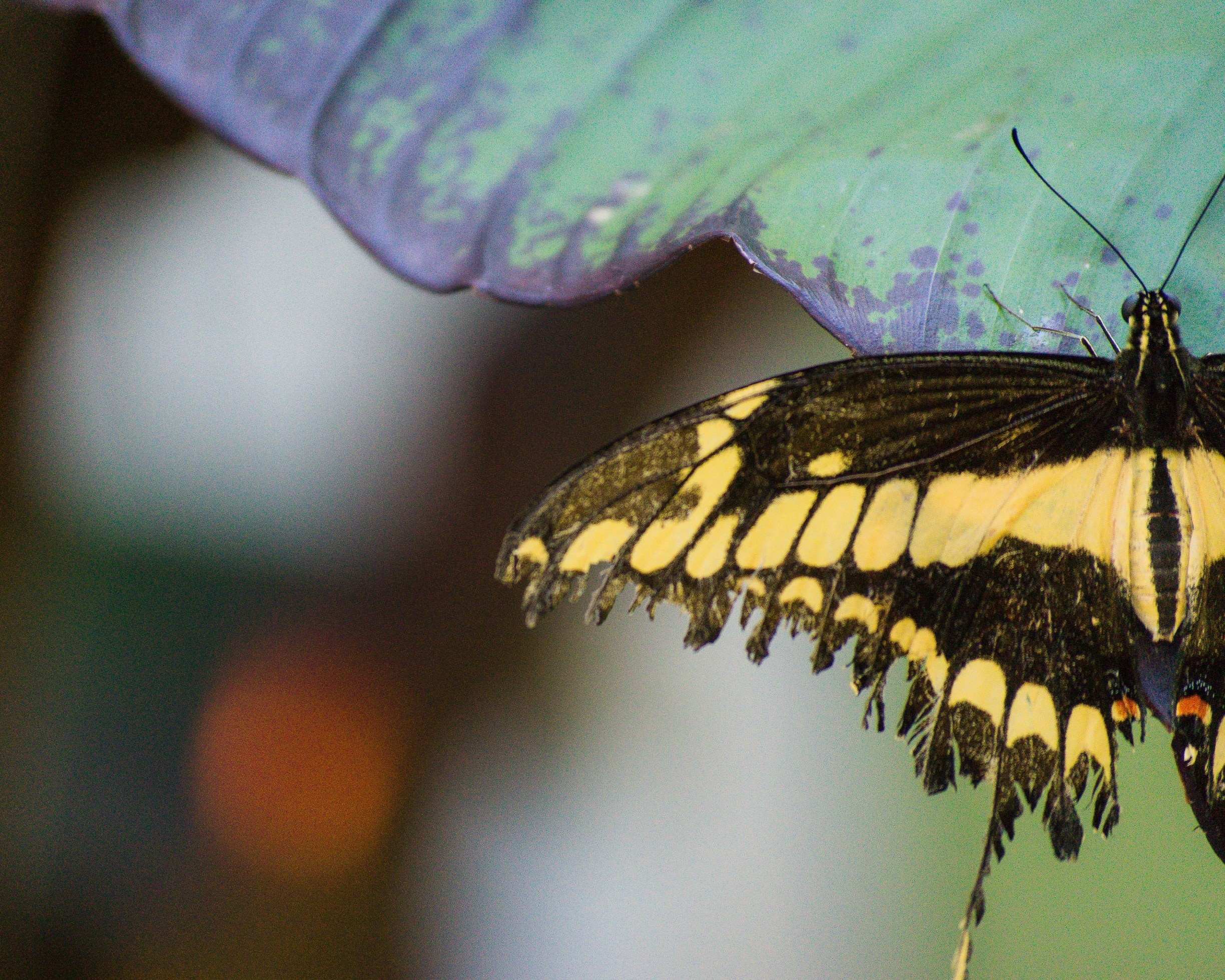 There are two butterfly conservatories on Mackinac Island, the original and Wings of Mackinac. Each holds hundreds of different butterflies, and both are worth going to.

#MackinacIsland
#Butterflies

