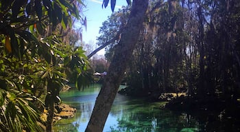 Great place for a nature walk and if the season is right you can see manatees! http://www.threesistersspringsvisitor.org/