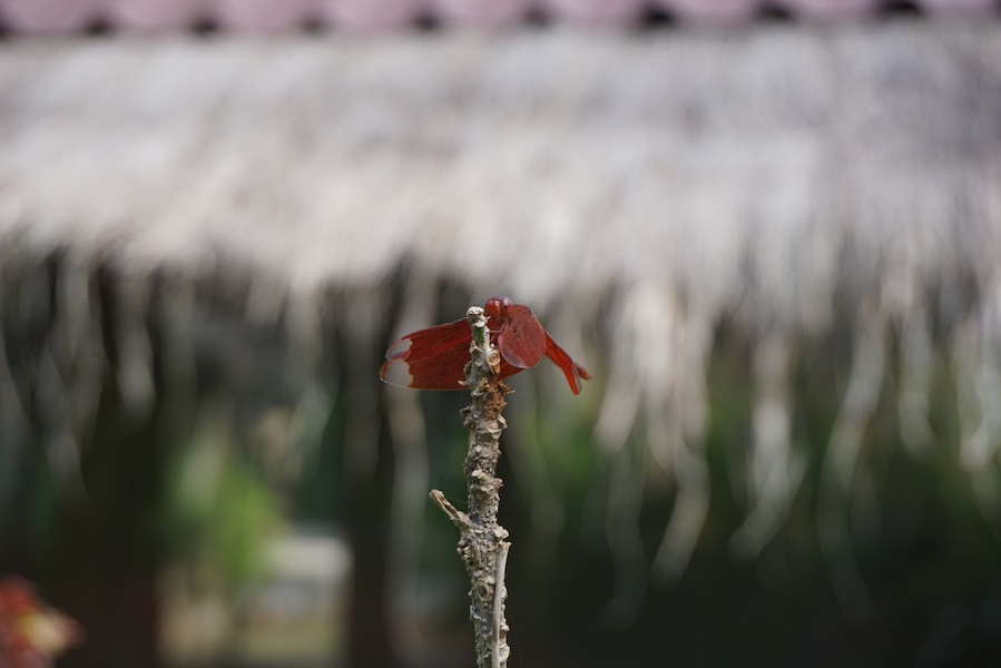 Tucked away in the village of Doi Saket (on the outskirts of Chiang Mai) is a quaint cafe where you can order a fresh fruit smoothie, indulge in a decent brownie or purchase handmade goods.
Sitting at Yellow House, I saw a family of ducks stroll by. Down the road I spotted this beautiful dragonfly. Doi Saket is off the beaten path, but Yellow House is worth the visit.
#LifeatExpedia