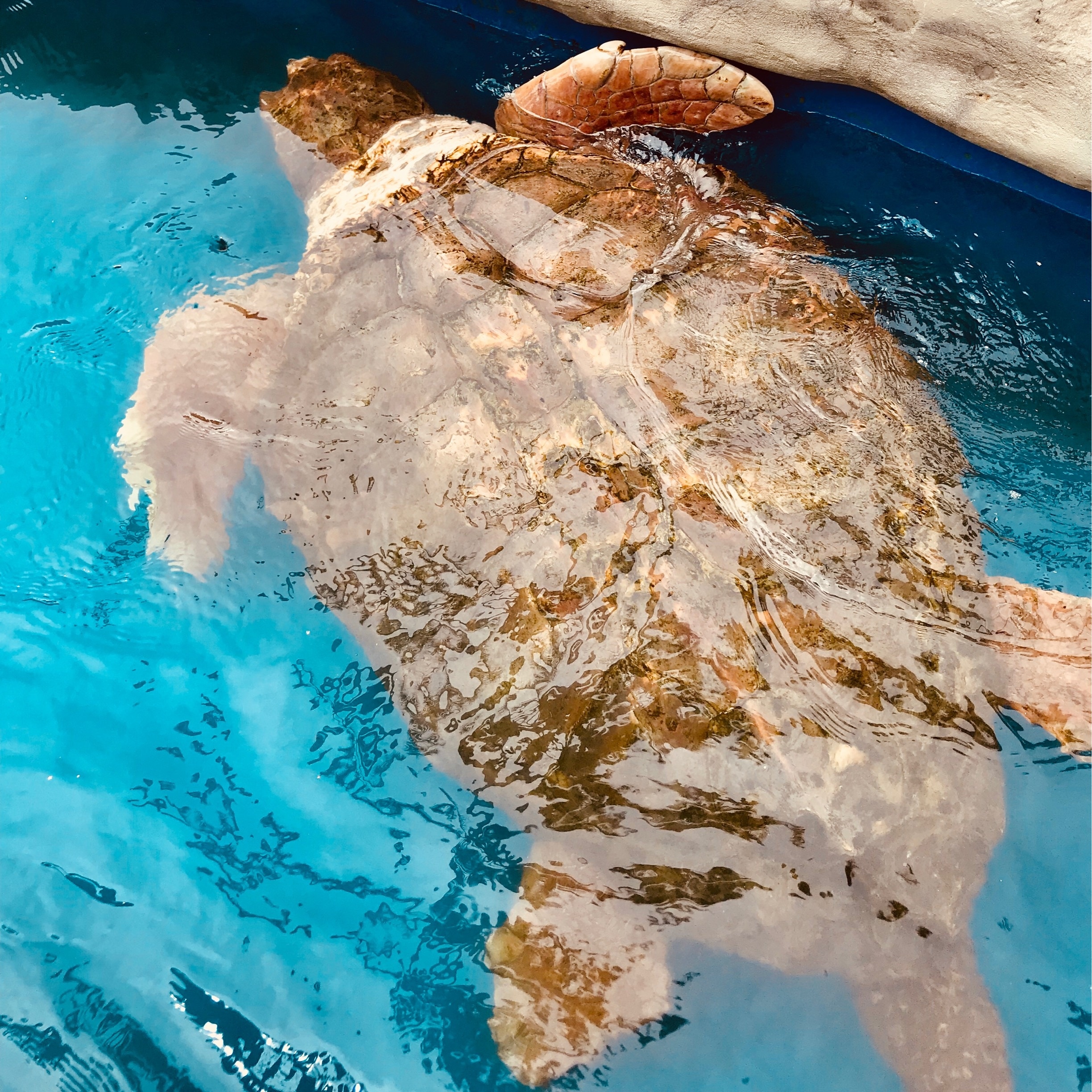 Projet TAMAR de conservation des tortues marines, Mata de São João, Bahia (état), Brésil