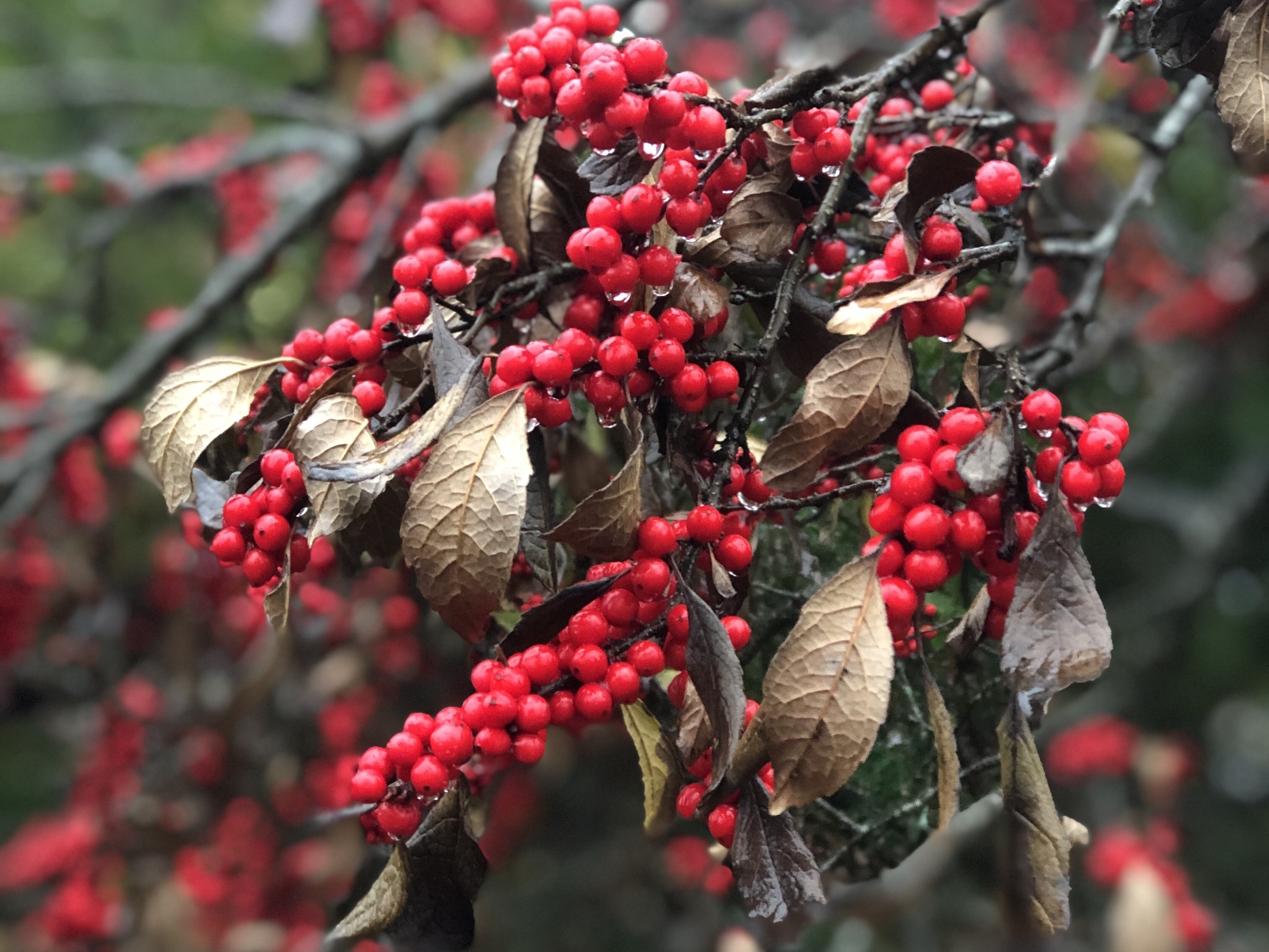 Boylston, MA Vacation Rentals house rentals & more Vrbo