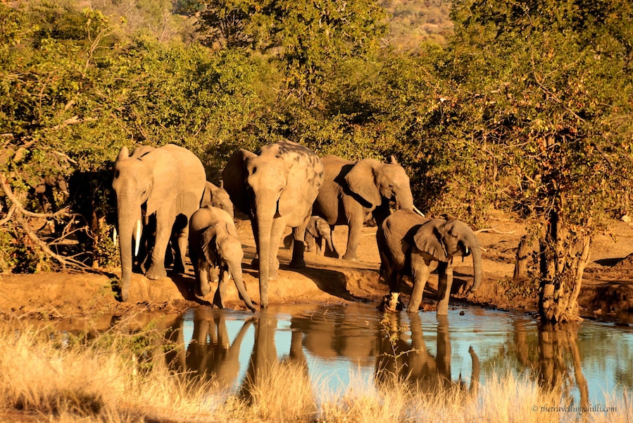 Punda Maria Restcamp is a SANParks camp in the Kruger National Park in South Africa. It is the northern most camp in the park. It is relatively small, compared to the other camps and receives much less visitors. A big extra when staying overnight is the floodlit waterhole right by the campsite. And it is great, the waterhole receives lot's of wildlife day and night. More info in this blog post:
http://www.thetravellingchilli.com/2015/06/kruger-national-park-6-breathtaking-highlights-from-the-north/