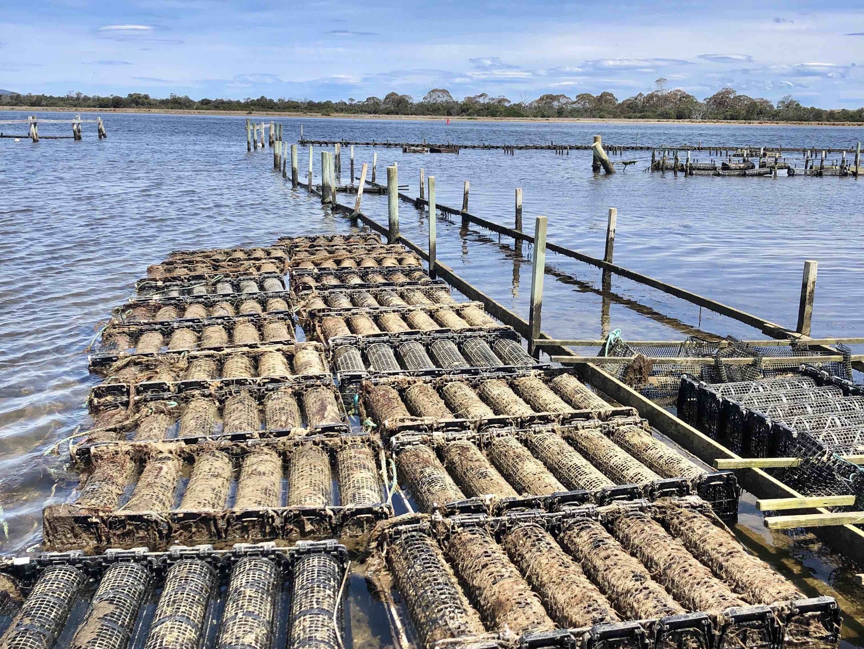 The oyster beds for Freycinet Marine Farm. Their storefront where you can buy them by the dozens are just a couple of miles from where they are “grown”.