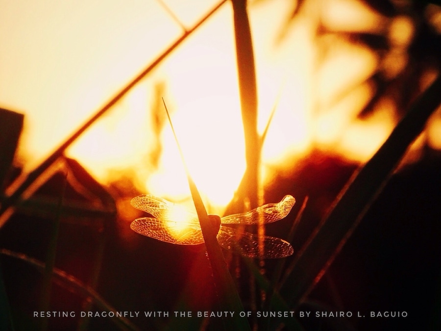 Sunset seen at the rice field of our barangay, City of Oroquieta.