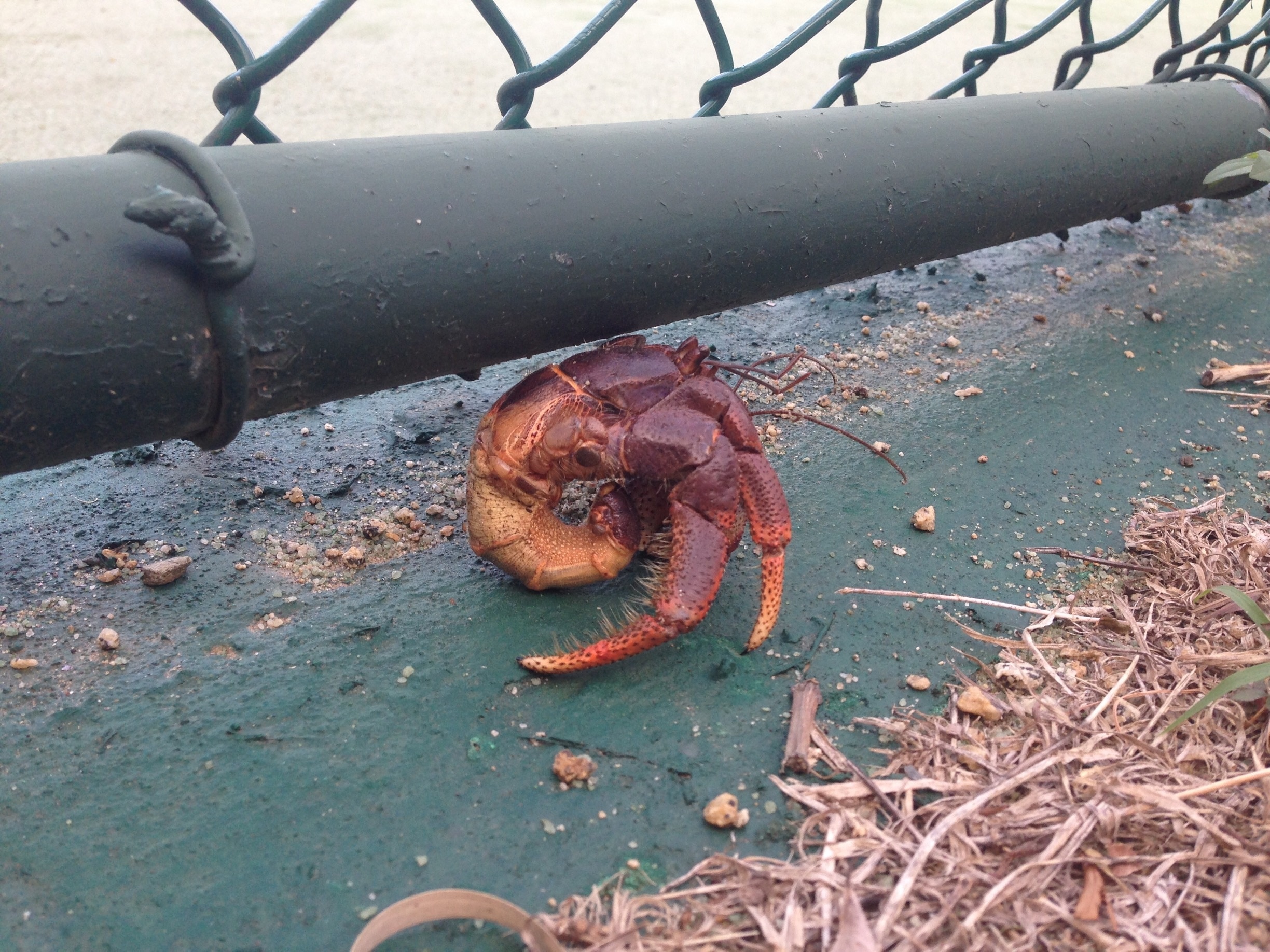 So this is what a land/hermit crab looks like without its shell! 