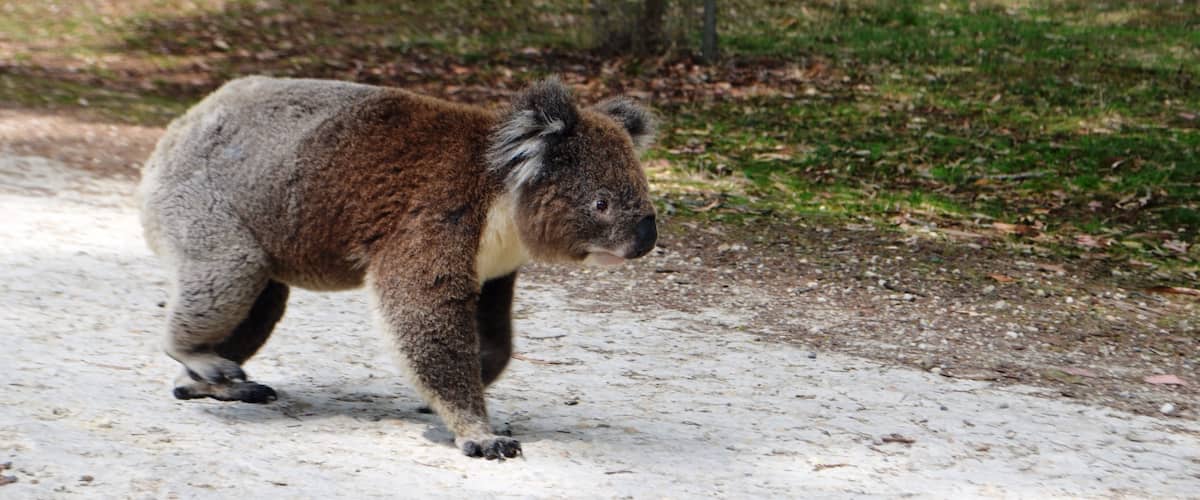 Koala