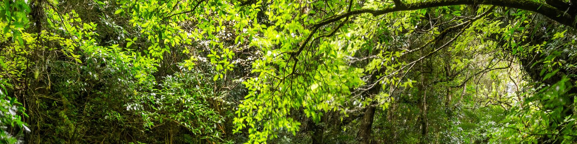 Caberfeidh, Otago, New Zealand