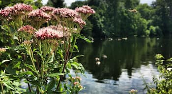 Silence 
#mülheim #ruhr #pond #ruhrpott #ruhrgebiet #germany #nature #flower #countryside