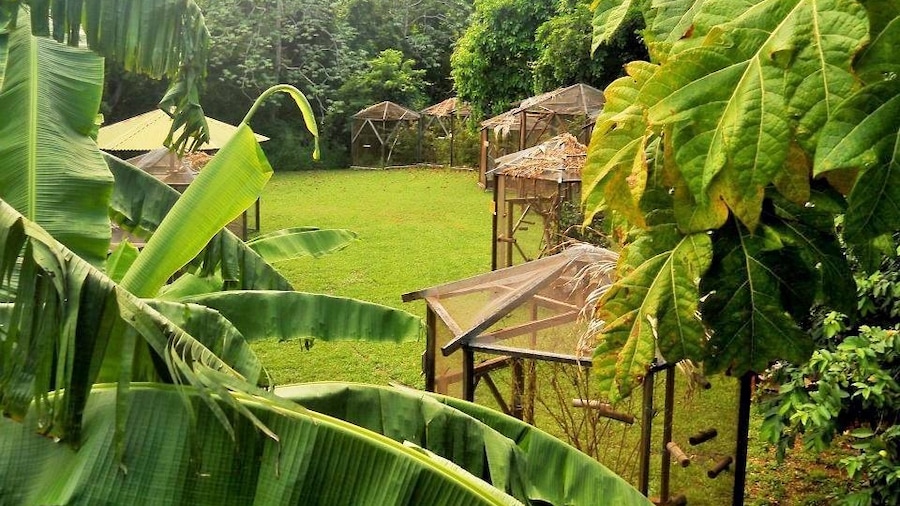 Visit or volunteer at the Utila Iguana Research and Breeding Station!