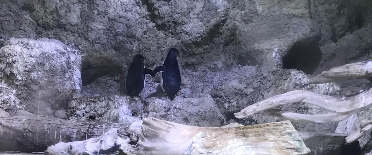 #pinguinlove