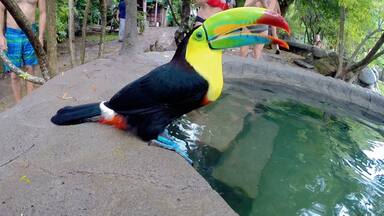 A colourful toucan decided to join us while we were relaxing in the hot springs of La Hornillas close to Miravalles volcano. He was so friendly!

http://www.divebuddies4life.com/miravalles-volcano-tour/