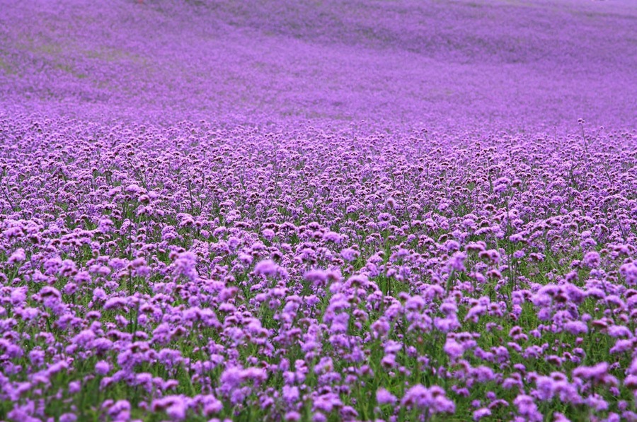 When the Summer #Verbena flowers are in full blossom, let's make an appointment with this beautiful purple flower sea.
https://twitter.com/Beautifulgx
