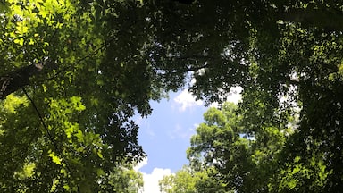 Look up
#TakeAHike
#statepark
#Ohio
#camping
#hiking