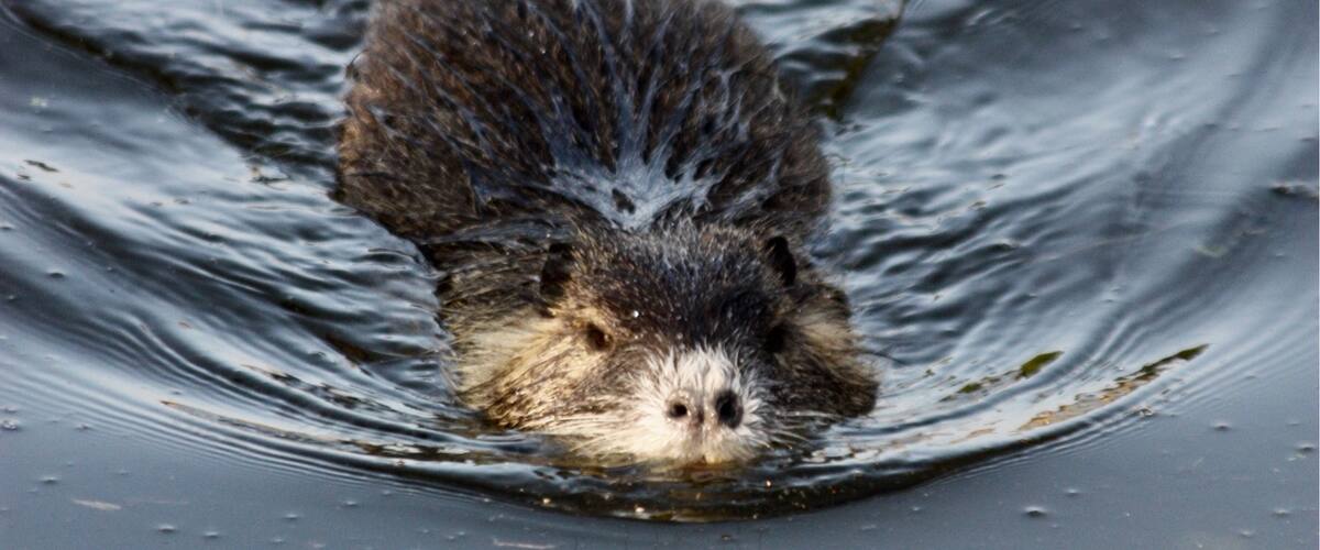 Strange encounter. Big muskrat .