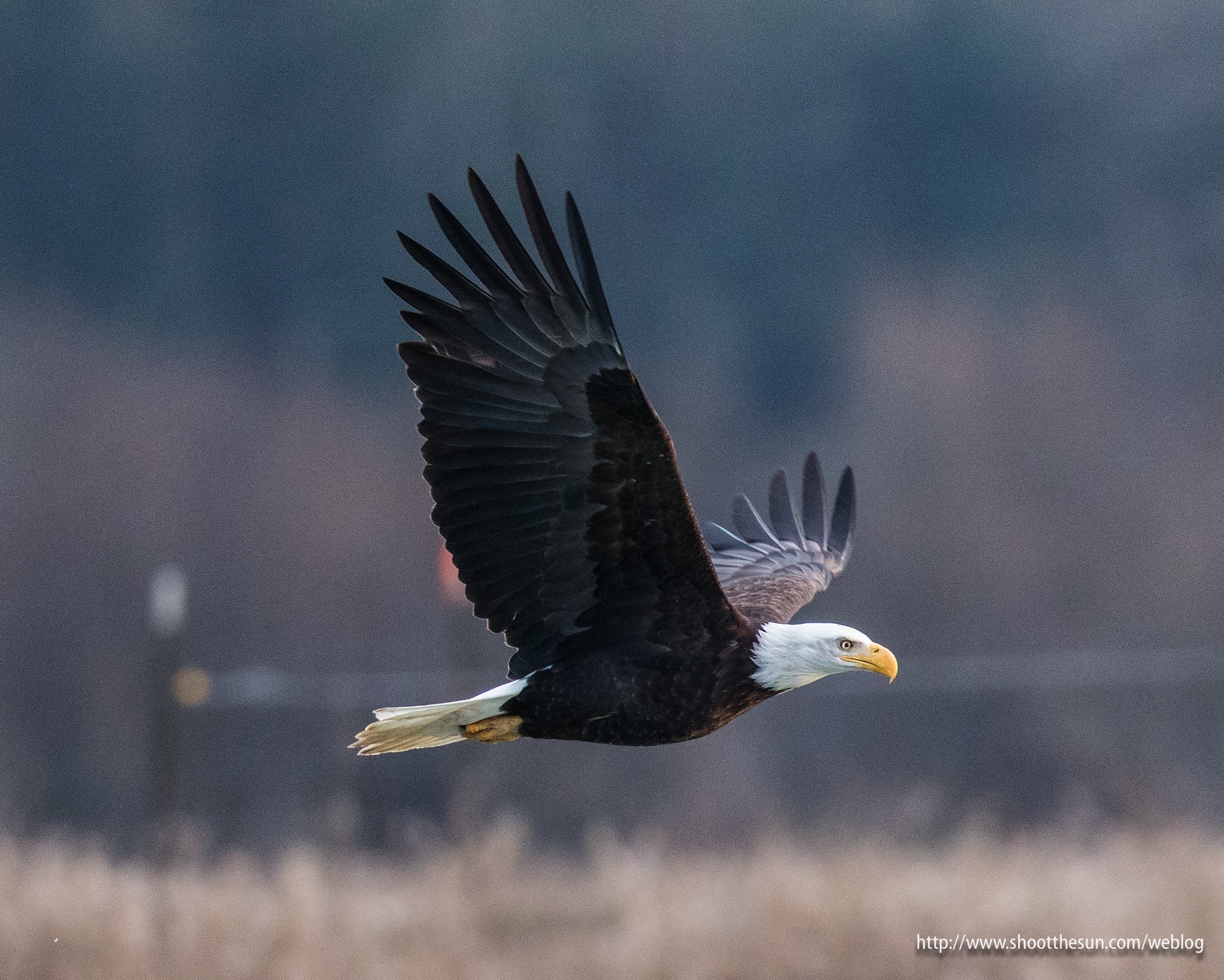 Bald Eagle Days  Explore Wahkiakum County