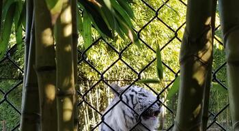 There is a small Zoo in Maia, where you can enter for 7,50€ and see a white tiger 🥺😱
FYI: the value of the entry fee is barely enough for an average lunch in PT!
White Tiger vs. 🍔 ?
I go for the 🐅 
#portugal #animals #tiger #pt #zoo